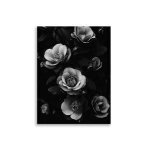 Black roses | Juliste